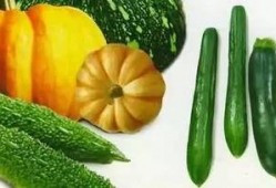 吃瓜网 吃瓜网官网,官方揭秘，带你领略吃瓜界的风云变幻